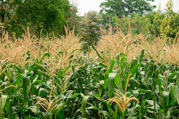 green field of corn growing up in farm