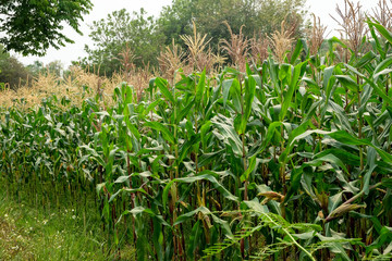 green field of corn growing up in farm