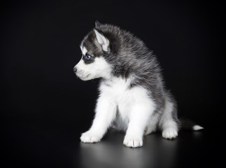 Puppy Siberian husky on a black background © vivienstock