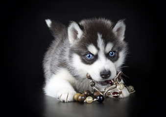 Puppy Siberian husky on a black background © vivienstock