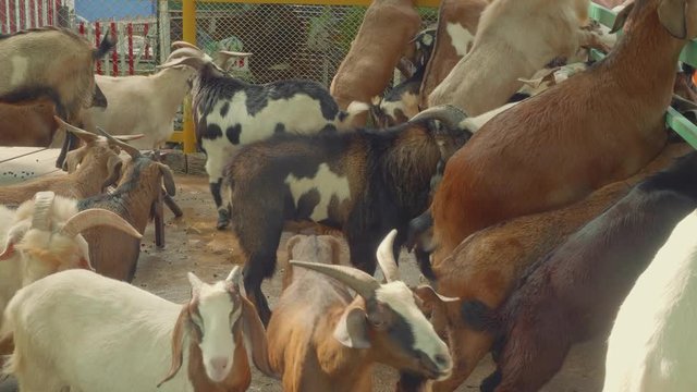 Domastic goats near fence in zoo