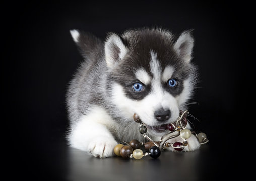 Puppy Siberian Husky On A Black Background