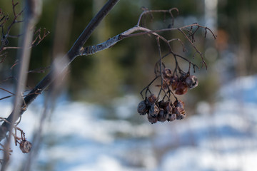 Frozen rowan