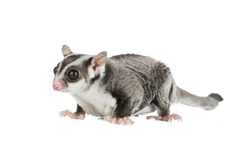 sugar possum isolated on white background