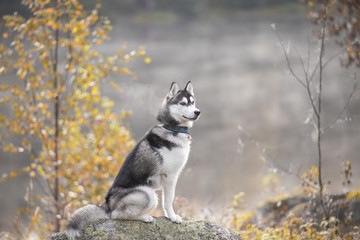 Siberian husky in autumn forest © vivienstock