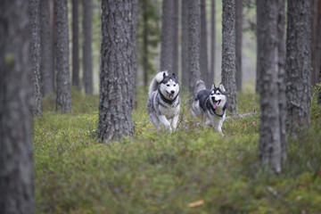 Two Siberian husky running in the woods © vivienstock