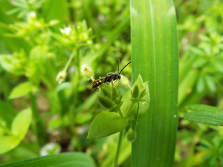 コバチ bee