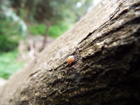 アブラムシ マミー aphid