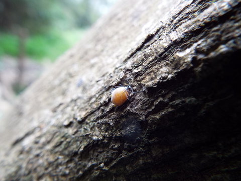 アブラムシ マミー aphid