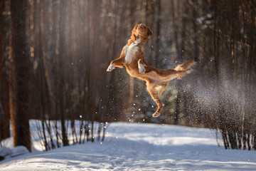 Fototapeta na wymiar Nova Scotia Duck Tolling Retriever breed dog high jumping outdoors in park