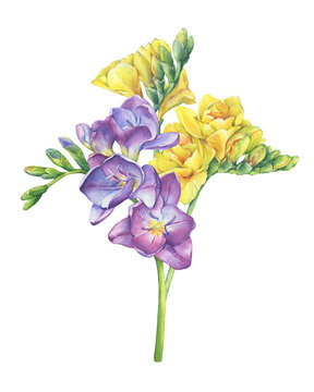 Bouquet of branches violet and yellow freesia flowers with buds (Perennial plant Freesia Serrada). Floral botanical picture. Hand drawn watercolor painting illustration isolated on white background.
