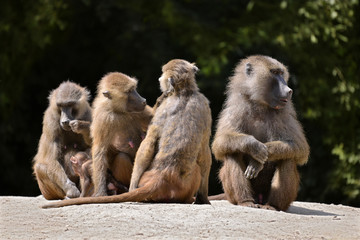 Adult baboons and young (Papio) on the ground