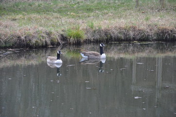 Bernache du Canada (Branta canadensis) 