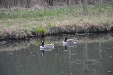 Bernache du Canada (Branta canadensis) 