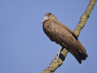 Hamerkop (Scopus umbretta) on branch on blue sky background