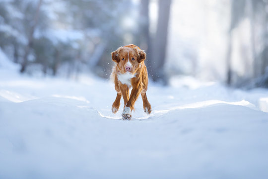 Cute dog breed Nova Scotia duck tolling Retriever (Toller) in the winter forest.