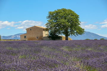 Plakat lavandes en Provence