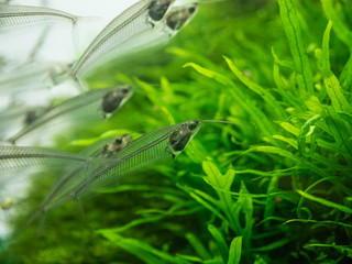 The  asian glass catfish in an aquarium