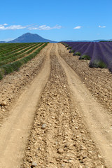 lavandes en Provence