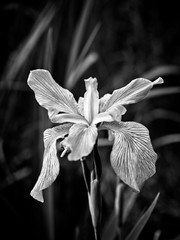 Iris in a Swamp Blooming B&W © GJGK_Photography