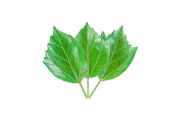 Sorted green hibiscus leaf pattern isolated on white background with clipping path.