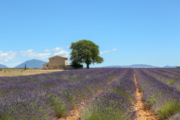 Naklejka na ściany i meble lavandes en Provence