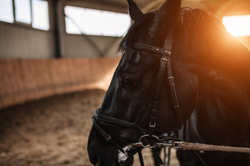 horse stables close up with sunlight on the background