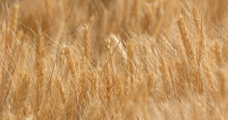 Fototapeta premium Pole pszenicy złotej