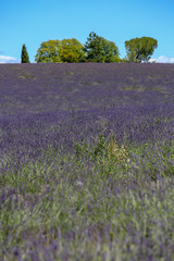 lavandes en Provence