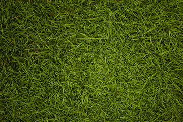 Green grass texture background