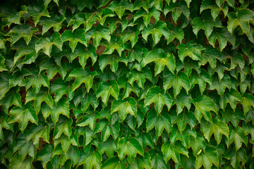 wild grape green wall