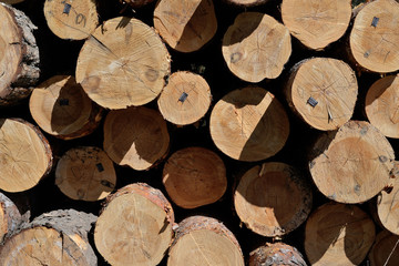 Pile of felled pine logs
