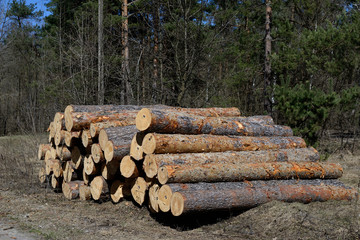 Pile of felled pine logs in the forest