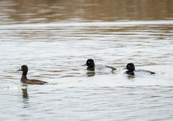 Lesser Scaup
