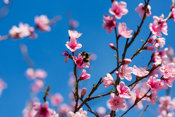 Colorful scene of tender sakura blossom against blue sky