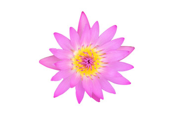 Lotus pink flower