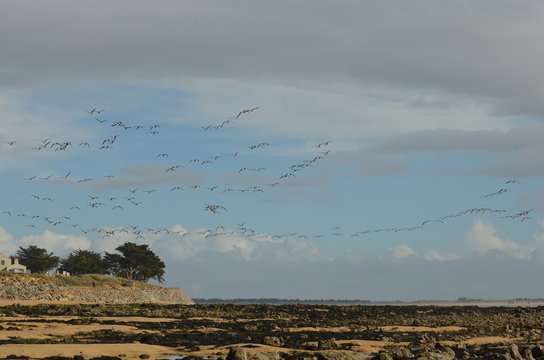 Vol de Bernache cravant (Branta bernicla)