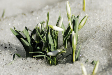The earliest spring flowers. Snowdrops. Sweethearted nature.