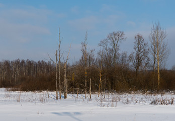 Frozen dead trees