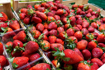 ripe juicy strawberries in boxes on the market