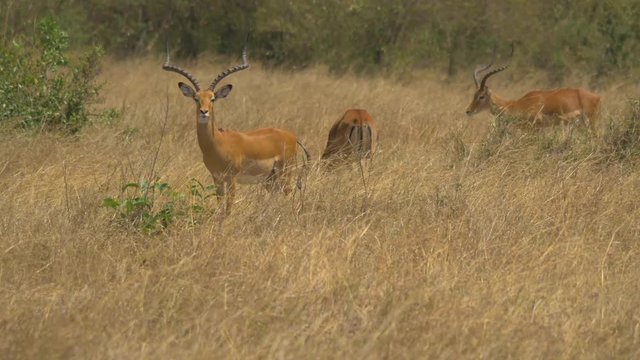 Males impala in dry grass