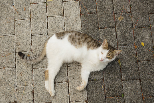 Invalid cat with amputated paw