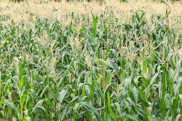 Green corn field in Thailand
