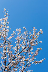 spring white blossom against blue sky