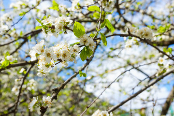 spring white blossom against blue sky