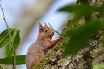 Écureuil roux (Sciurus vulgaris)