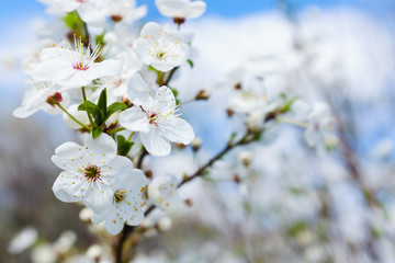 Naklejka premium spring white blossom against blue sky