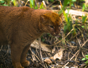 Jaguarundi (Puma yagouaroundi),  or eyra is a small wild cat native to southern North America and South America.