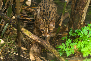 Leopard cat ( Prionailurus bengalensis) a small wild cat native to continental South, Southeast and East Asia