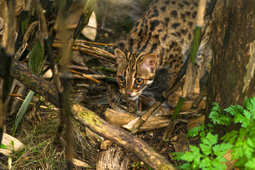 Leopard cat ( Prionailurus bengalensis) a small wild cat native to continental South, Southeast and East Asia